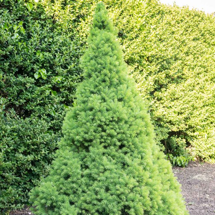Dwarf Spruce