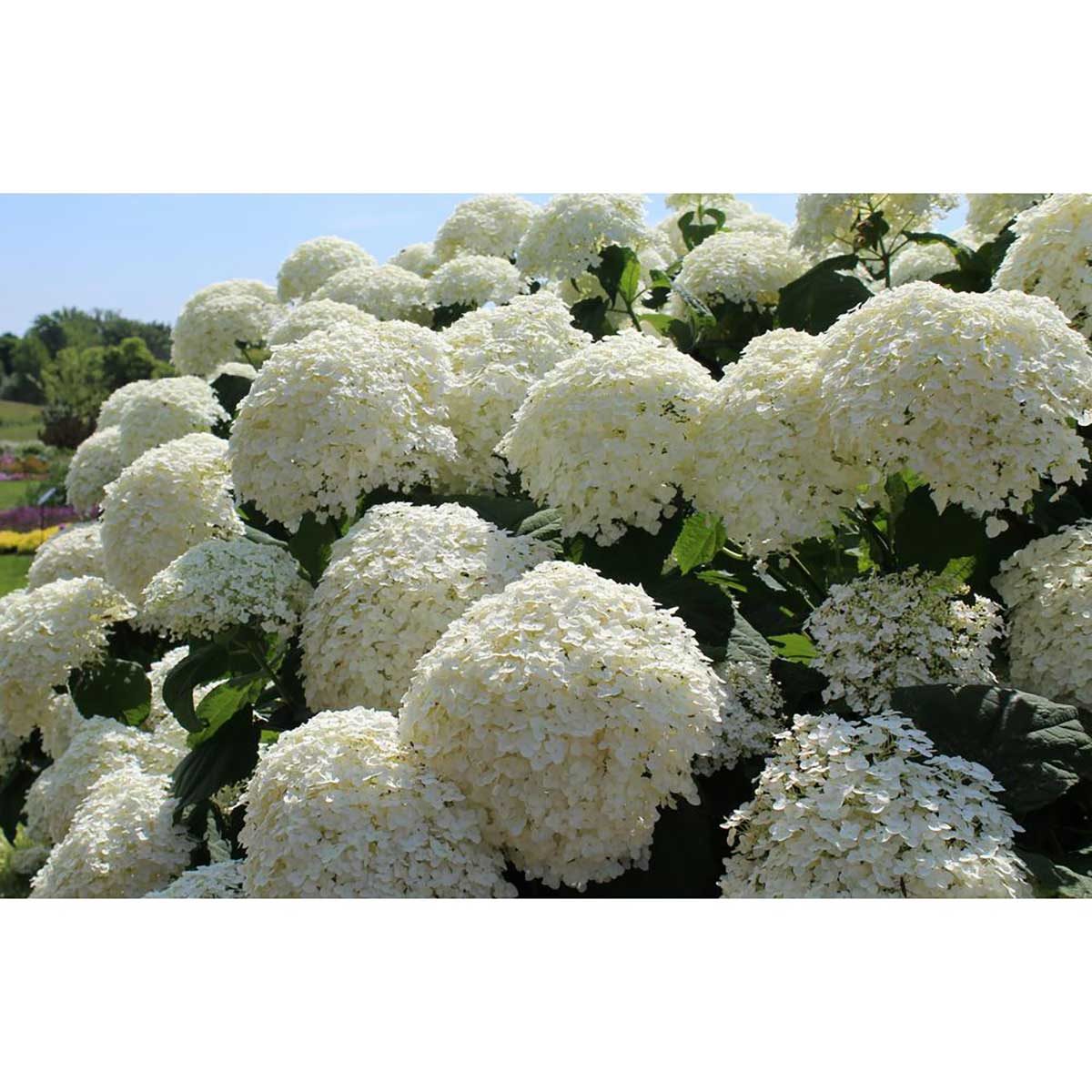 Hydrangea