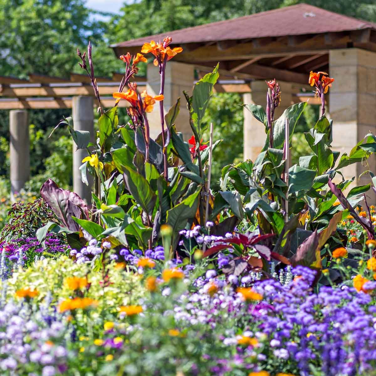 Landscaping With Cannas 