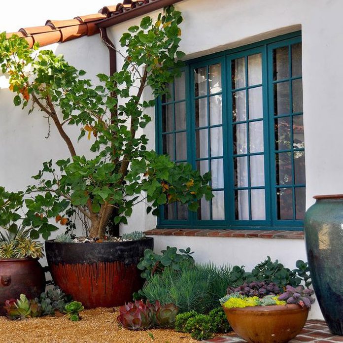 Potted tree