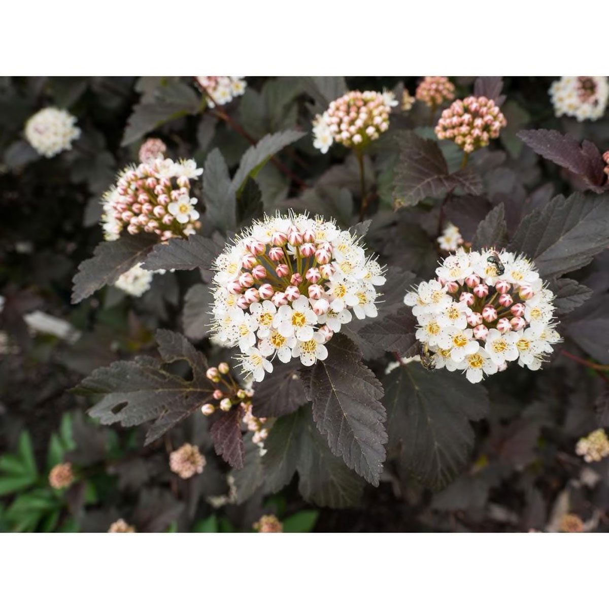Ninebark