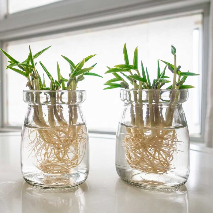 Plants Growing In Water