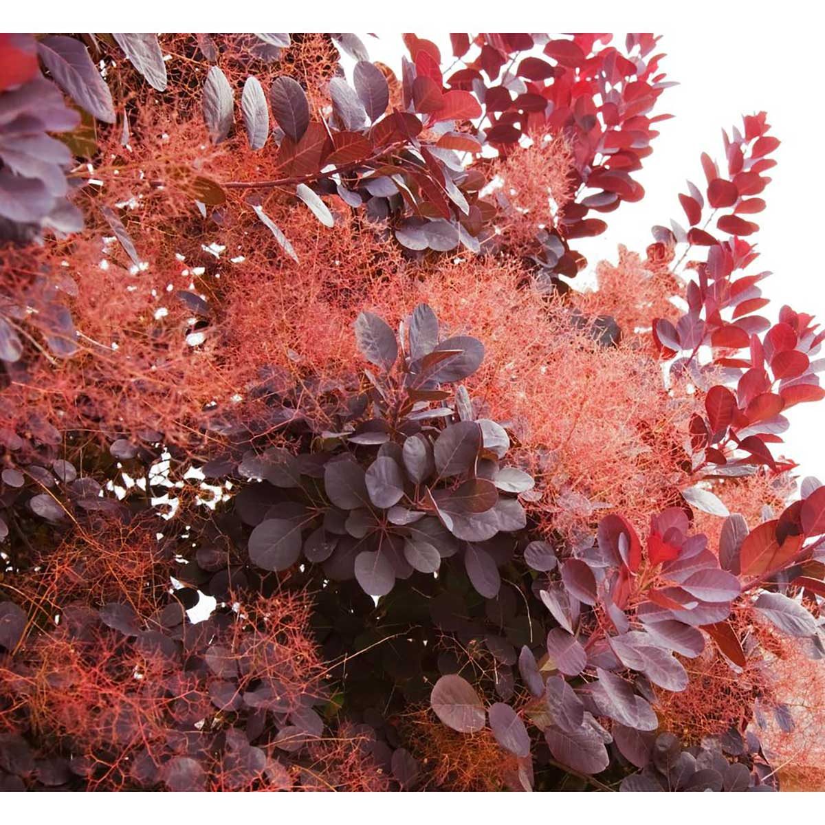 Smoke Tree