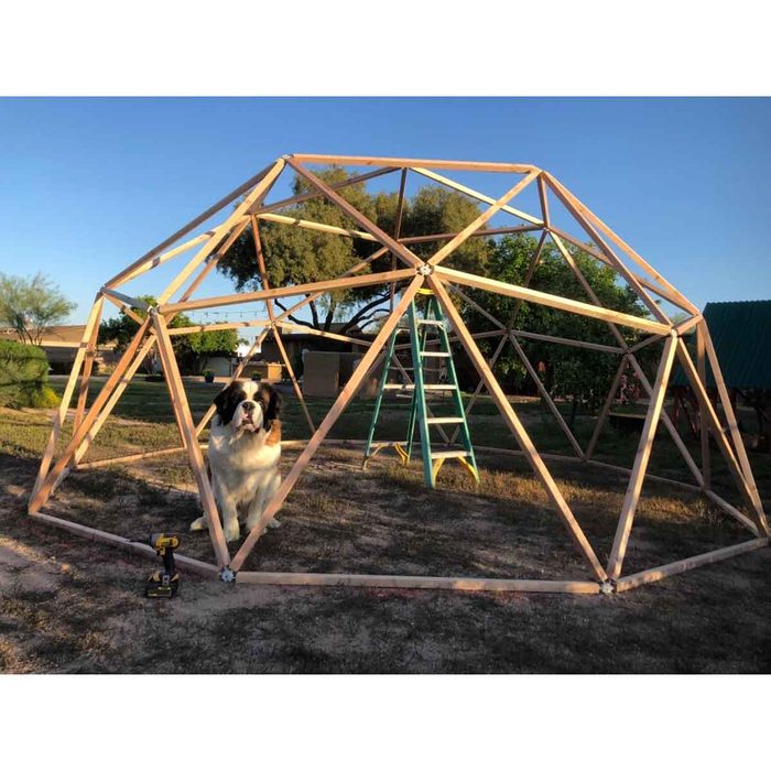 A dog stands near an incomplete geodesic dome structure made of wooden beams, with a ladder positioned nearby under a clear blue sky.