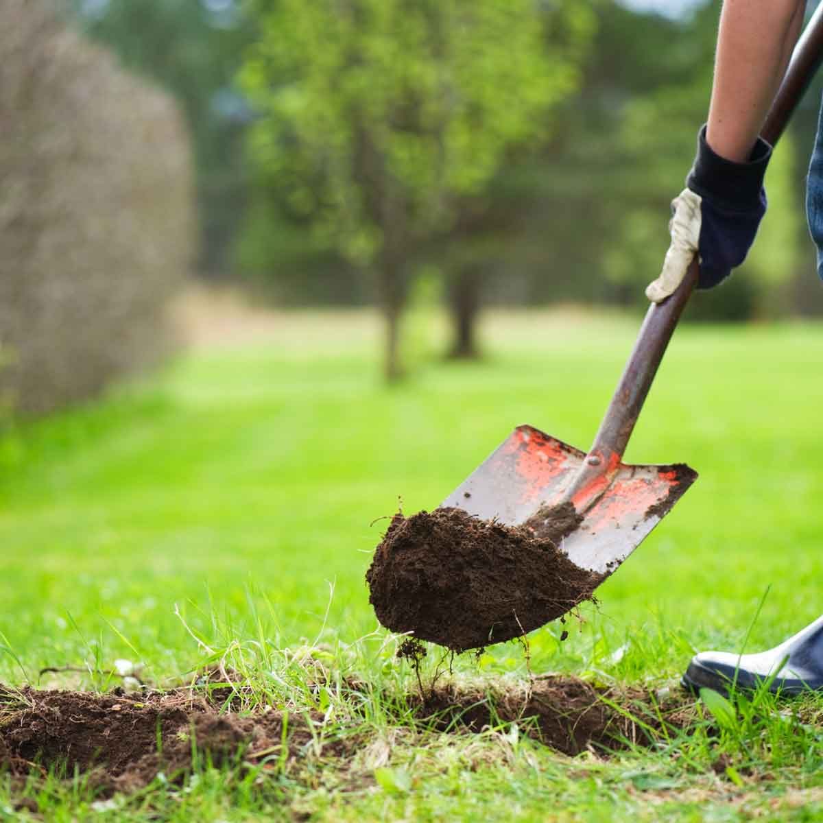 Digging In Soil 