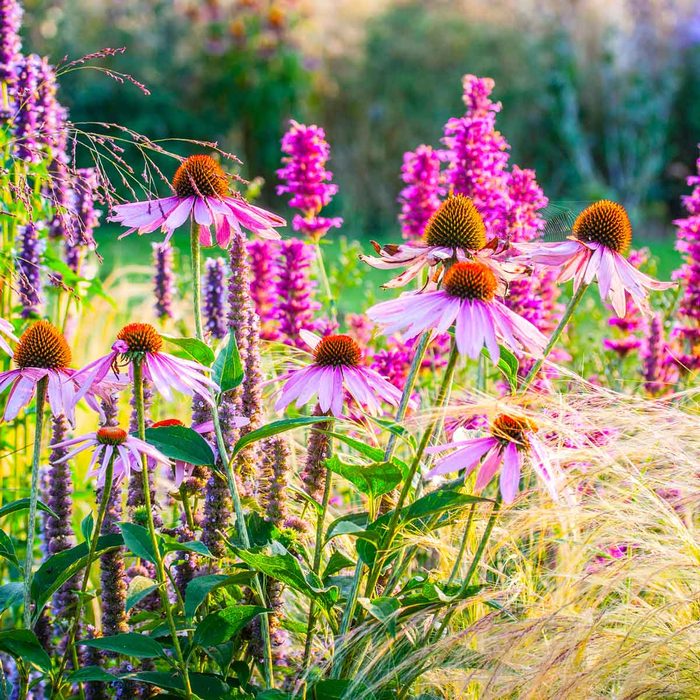 Perennial Garden