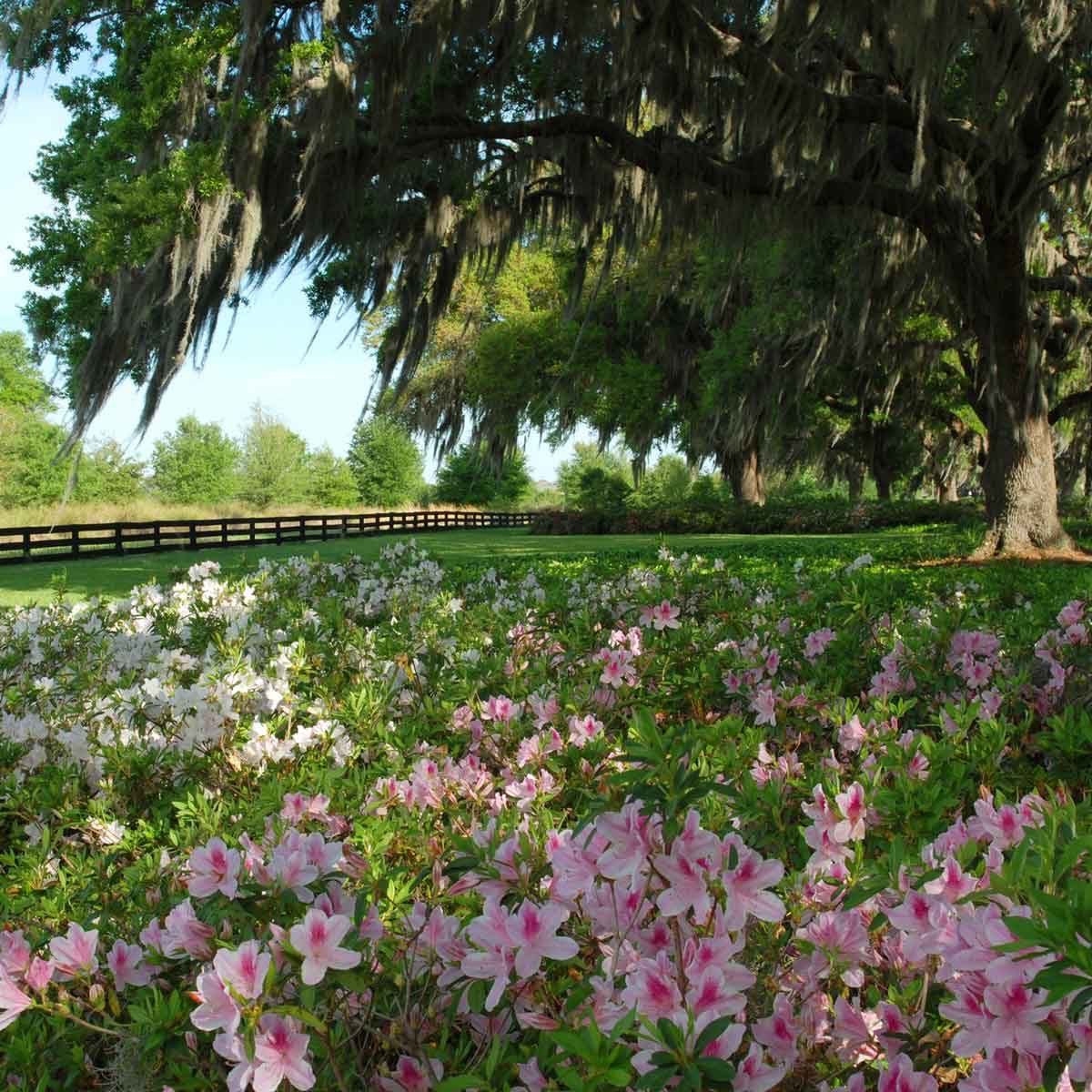 Short Azaleas 