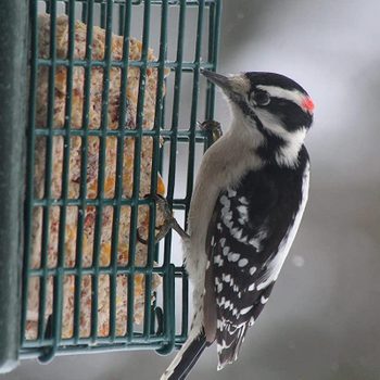 A woodpecker clings to a green feeder, pecking at a block of suet, set against a blurred wintery background.