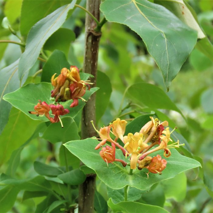 Diervilla