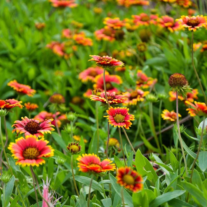 Gaillardia Pulchella Blanketflower