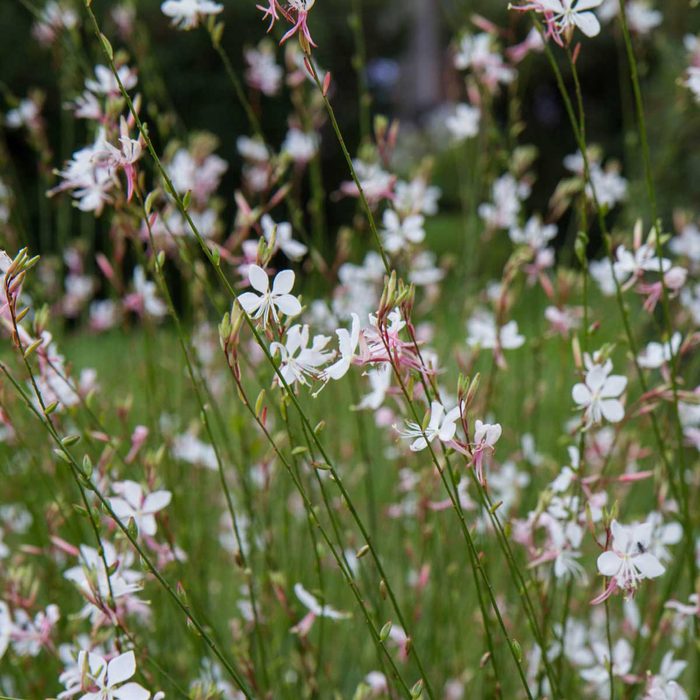 White Gaura Or Beeblossom