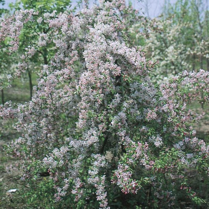 Dwarf Tree 03155947