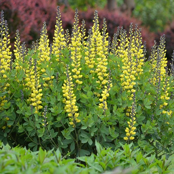 False Indigo