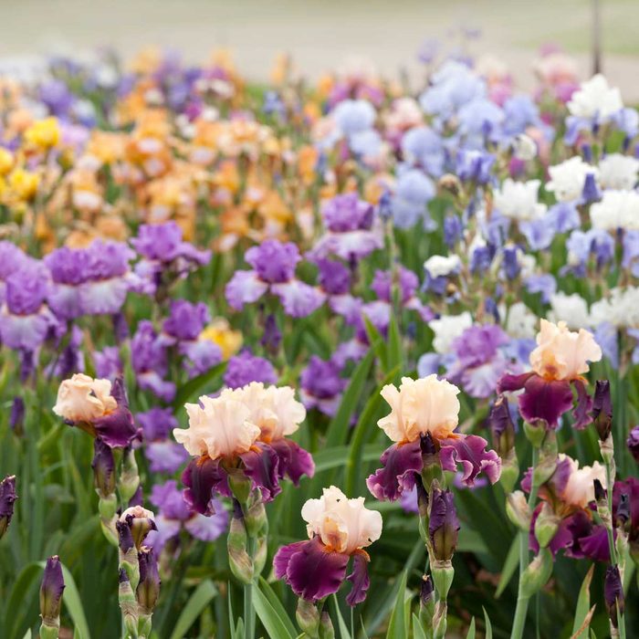 Iris
