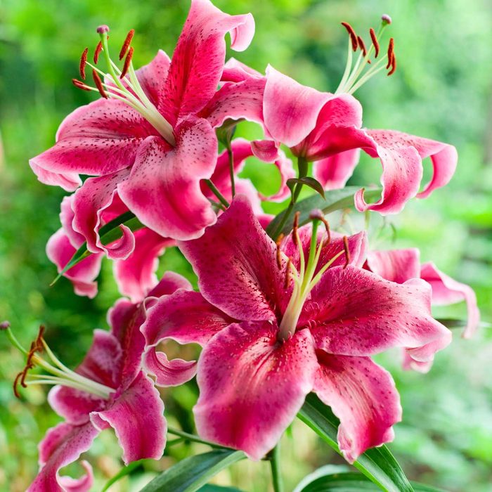 Lily