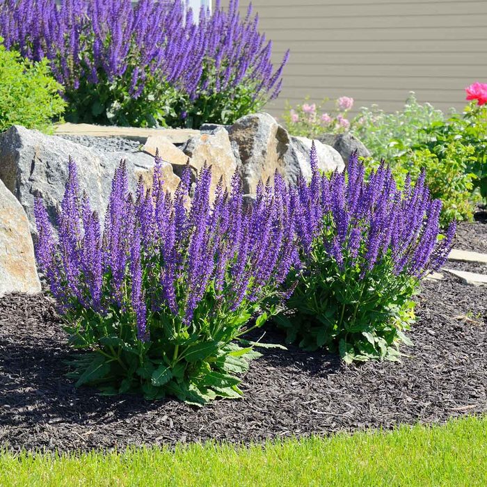 Salvia