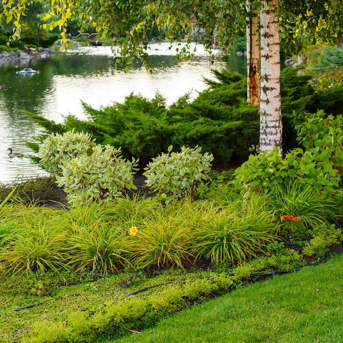 Shoreline Trees Shrubs