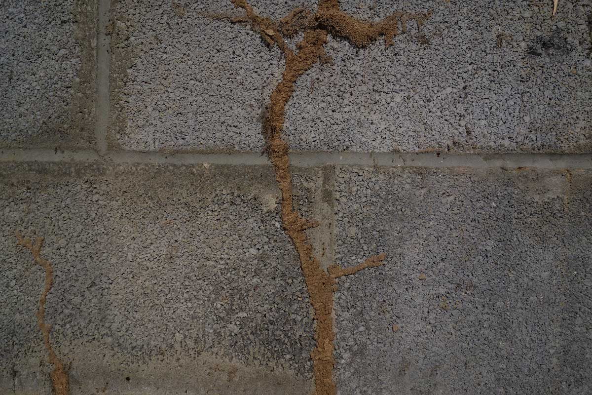 Termite Mud Tube 