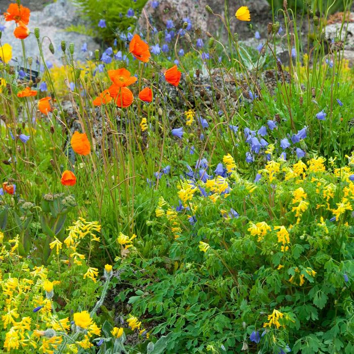 Wldflowers
