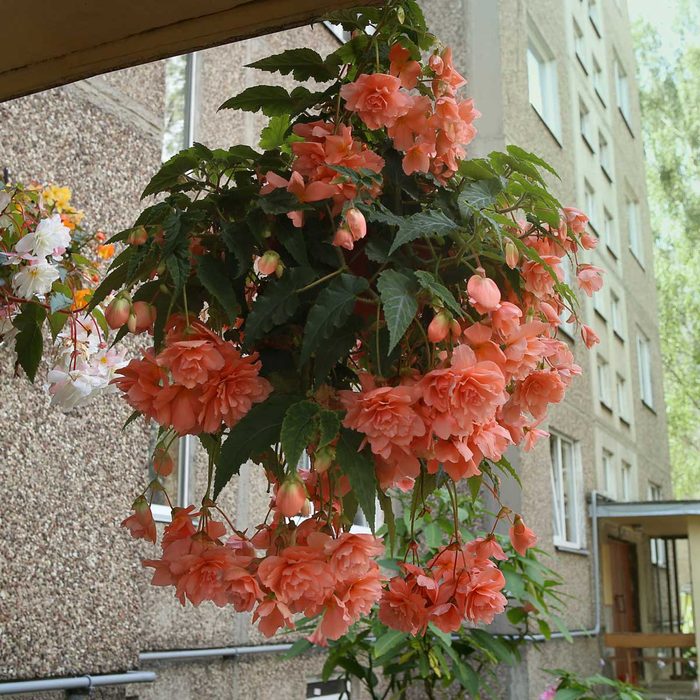 A hanging planter overflows with vibrant, peach-colored begonias, cascading downwards, set against a textured building wall and windows.