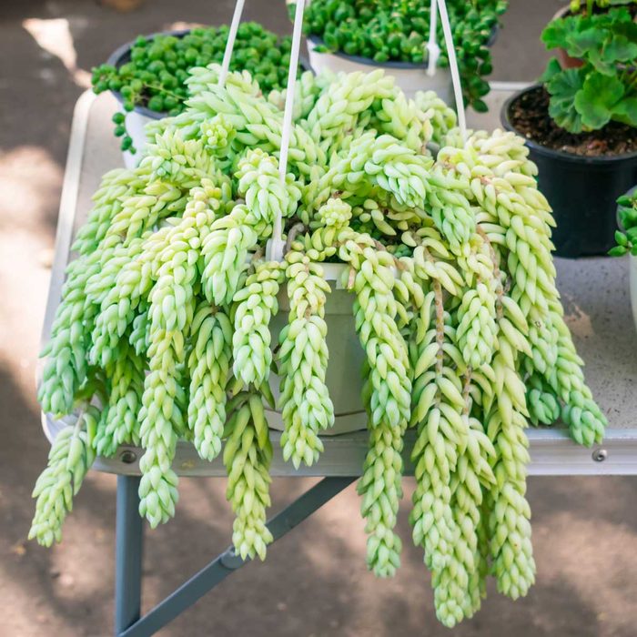A lush, hanging succulent with cascading, green leaves drapes over the edge of a pot on a table, surrounded by smaller potted plants.