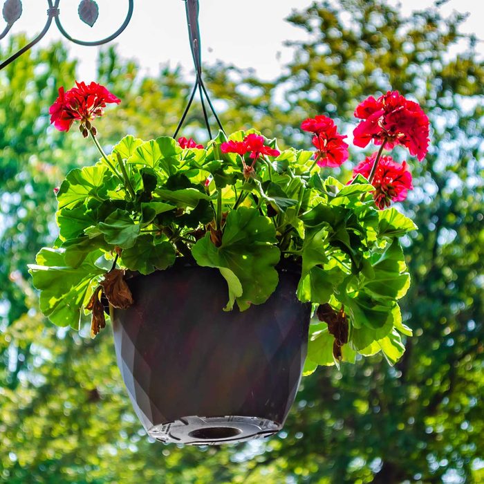A hanging planter filled with vibrant red flowers and lush green leaves sways gently in a backdrop of blurred greenery under bright sunlight.
