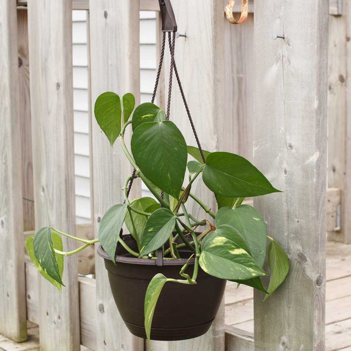A green, trailing plant hangs in a black pot, its leaves cascading down from a hook near a wooden fence, surrounded by a light wooden deck.