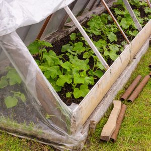 A greenhouse contains thriving green seedlings growing in soil, while nearby, rusted pipes and wooden pieces rest on the grassy ground.