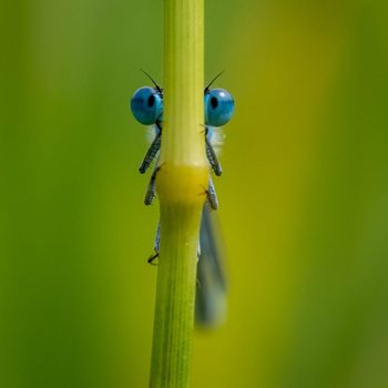 A damselfly clings to a green stem, its large blue eyes peering around. A blurred, vibrant green background contrasts with the sharp focus on the insect.