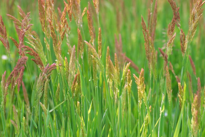 blooming red fescue grass in yard