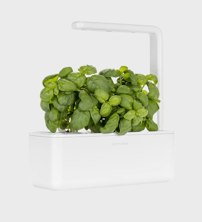 A compact indoor planter grows vibrant basil under a white LED light, set within a sleek, minimalist white container on a plain background.