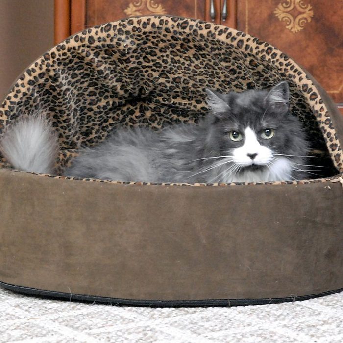 A gray and white cat rests in a cozy pet bed with a leopard print lining, situated on a textured carpet in a warm interior.