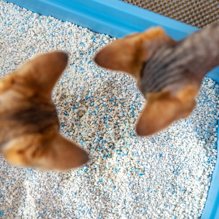 High Angle View of Curious Devon Rex Kittens Examining Dirty Cat Sand in Litter Box - stock photo