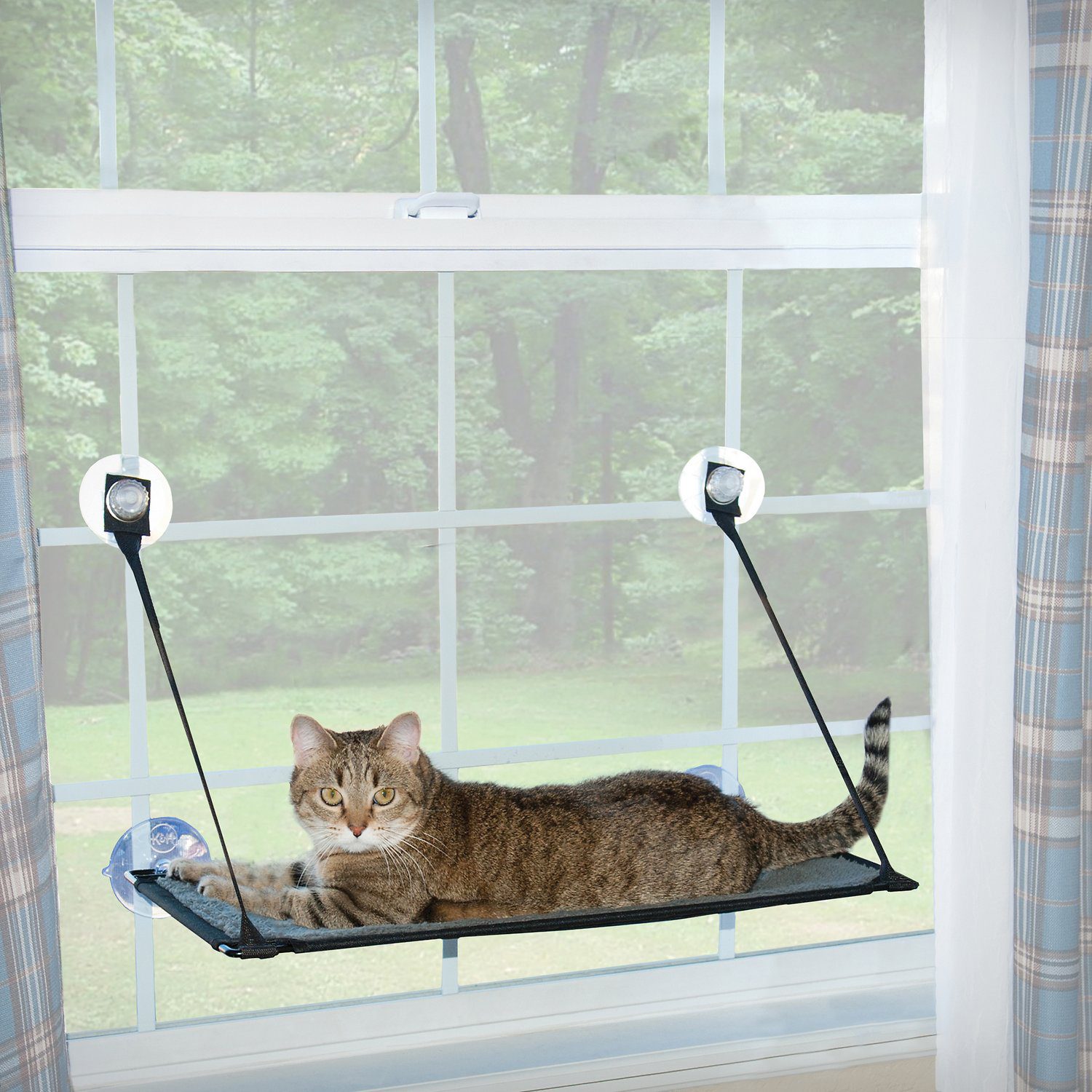 A cat lies on a suspended window perch, gazing outside at a green landscape beyond the glass, with curtains framing the scene.