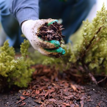 A gloved hand holds a handful of mulch above the soil, while lush green plants surround the area in a garden setting.
