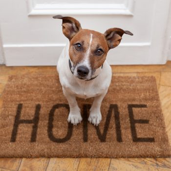A dog sits on a welcome mat labeled "HOME," facing forward in a welcoming interior space with wooden flooring and a door behind it.