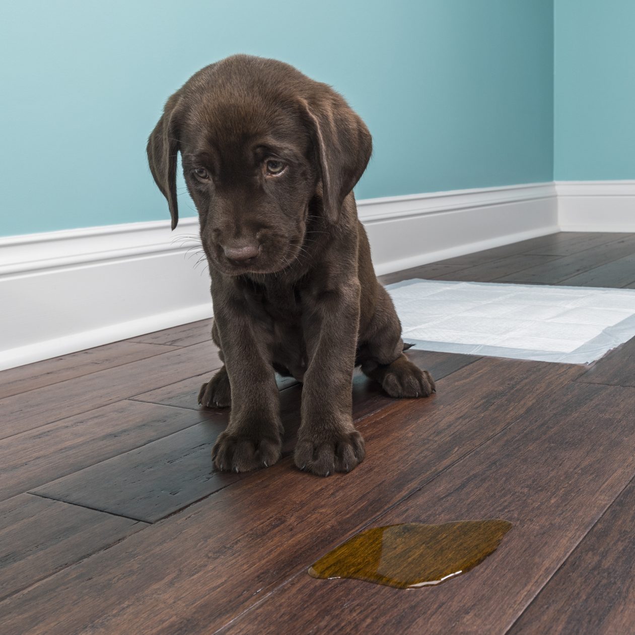 Is Your Dog Peeing in the House? Here’s What To Do