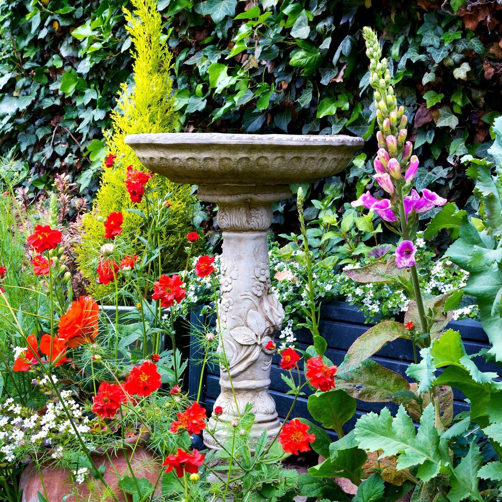 Bird Bath Gettyimages 458150207