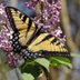 How and When to Prune Lilacs