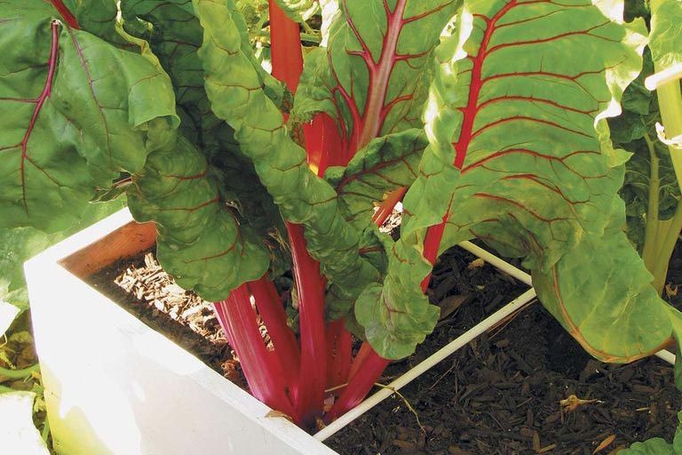square foot garden