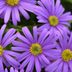 Top 10 Best Flowers for Growing in Pots