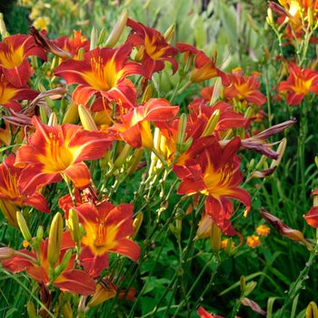 Bright orange and yellow daylilies bloom vibrantly, swaying gently amidst lush green foliage in a sunny garden setting.