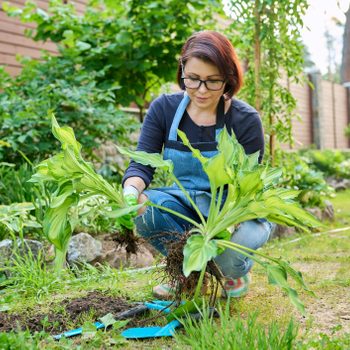 A woman kneels in a garden, carefully planting a leafy plant while surrounded by green foliage and rocks, with gardening tools nearby.