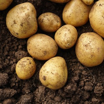Golden potatoes lie scattered in rich brown soil, displaying a mixture of sizes and shapes, resting peacefully after being harvested from the earth.
