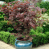 10 Types of Japanese Maples