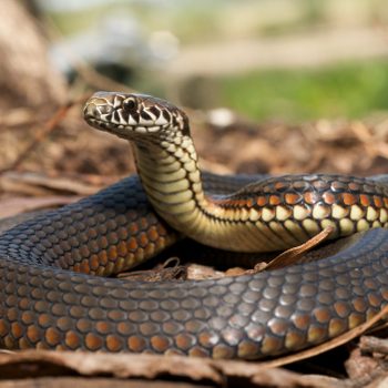 A snake with a textured, dark body rests on the ground, partially coiled amidst leaves and twigs in a natural setting.