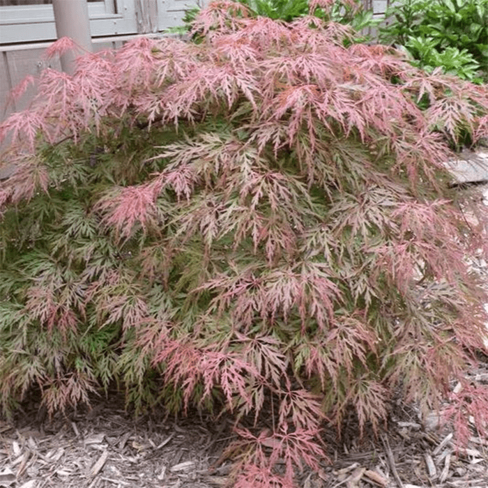 Orangeola Japanese Maple Ecomm Via Plantingtree