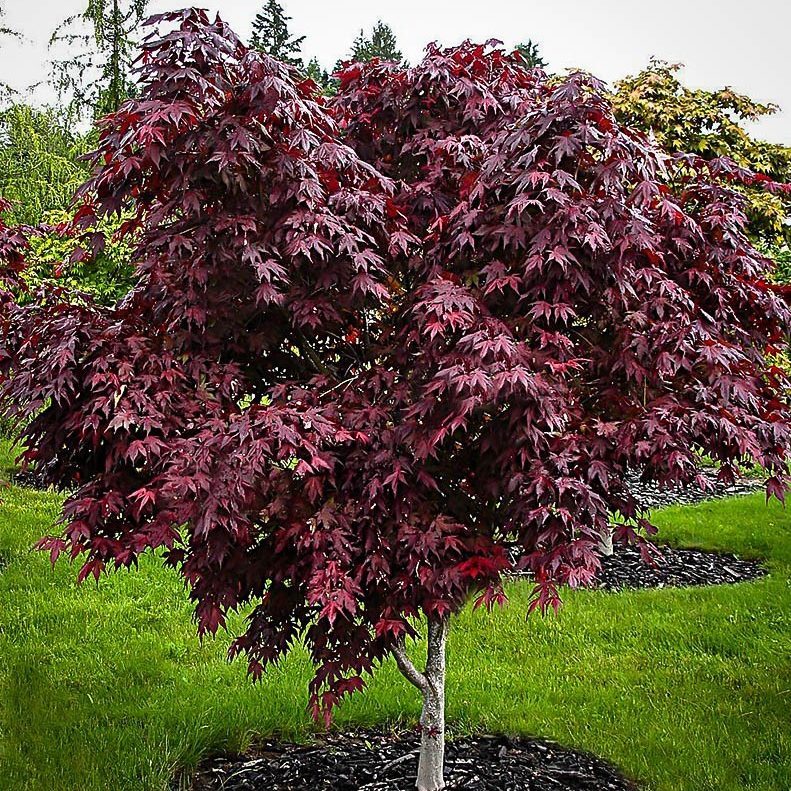 Purple Ghost Japanese Maple Ecomm Via Thetreecenter.com