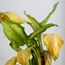 10 Signs You're Overwatering Your Plants