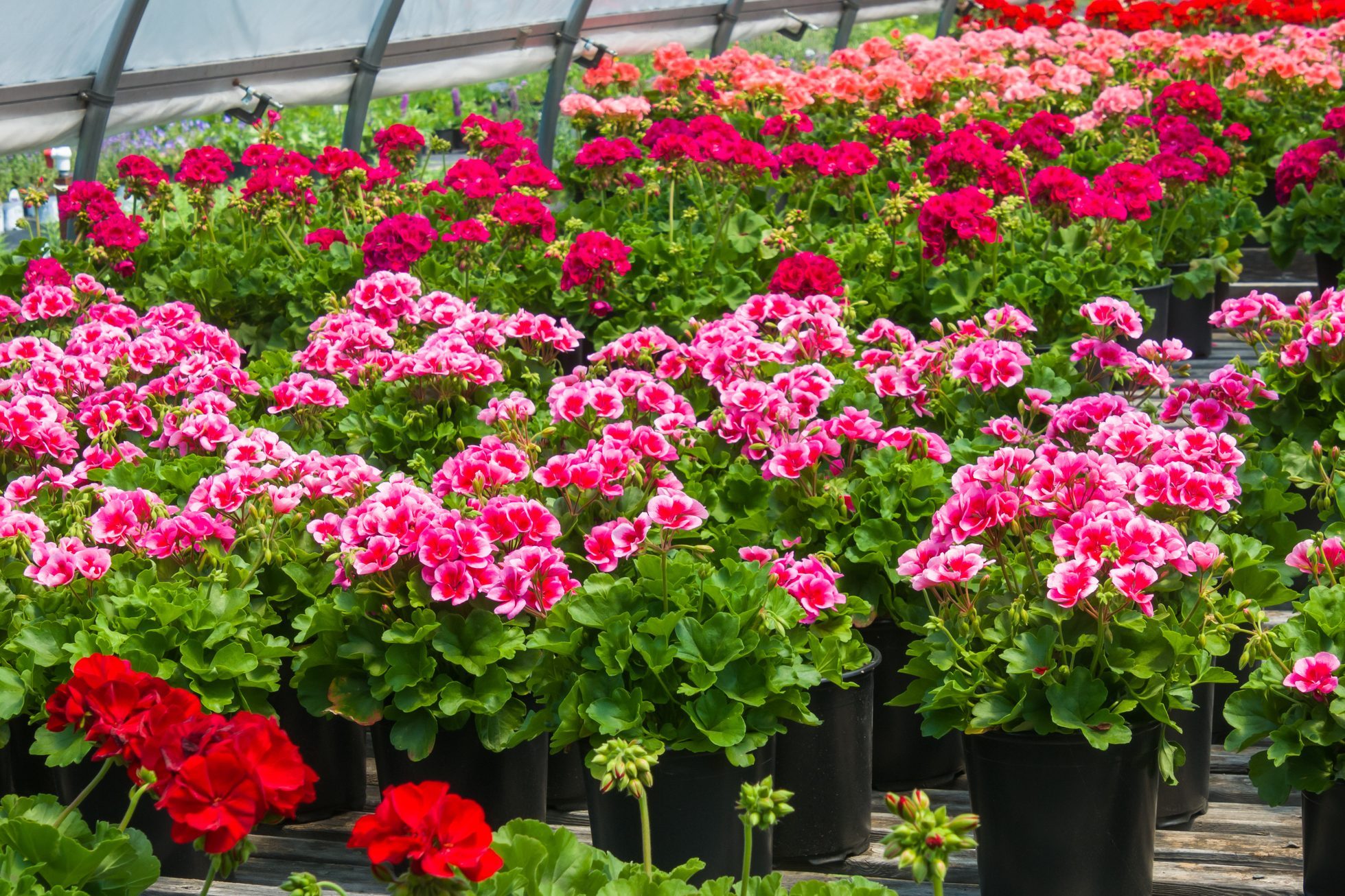 Greenhouse Geraniums